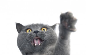 猫がなつかない5つの理由 猫と仲よくなるためのコツもご紹介 みんなのペットライフ 猫がなつかない5つの理由 猫と仲よくなるためのコツもご紹介 みんなのペットライフ