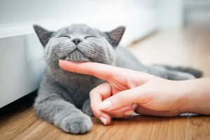 猫がふみふみする理由は 猫の愛情表現を知って もっと仲を深めよう みんなのペットライフ 猫がふみふみする理由は 猫の愛情表現を知って もっと仲を深めよう みんなのペットライフ