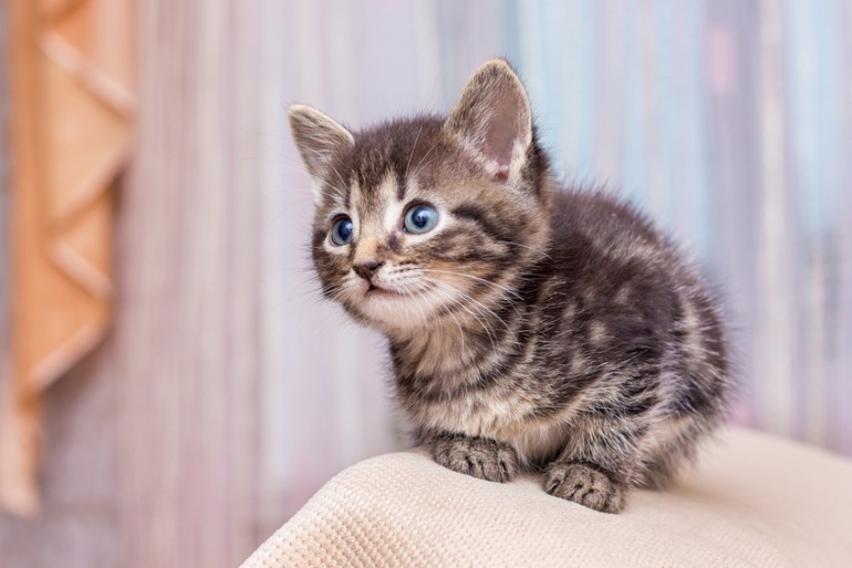 猫がついてくる4つの理由とは 鳴きながらウロウロ寄ってくる心理を解説 みんなのペットライフ