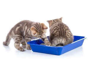 猫のしつけにはコツが必要 猫のしつけの基本 正しい叱り方 みんなのペットライフ