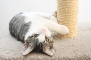 猫のしつけにはコツが必要 猫のしつけの基本 正しい叱り方 みんなのペットライフ