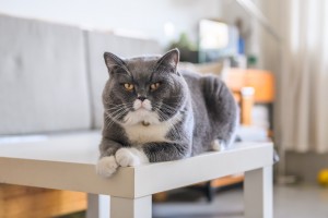 猫のしつけにはコツが必要 猫のしつけの基本 正しい叱り方 みんなのペットライフ 猫のしつけにはコツが必要 猫のしつけの基本 正しい叱り方 みんなのペットライフ