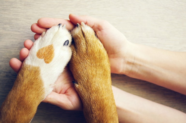 犬が甘える気持ちやしぐさ5選 飼い主を信頼してくっついてくる行動心理とは みんなのペットライフ