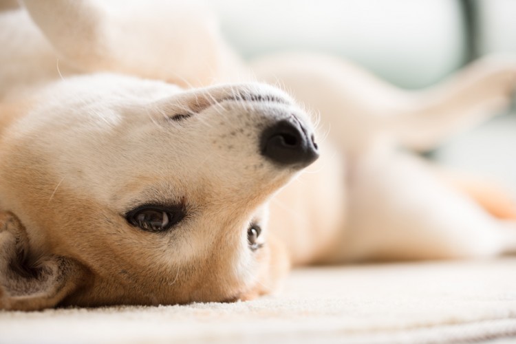 仰向けになって甘える犬