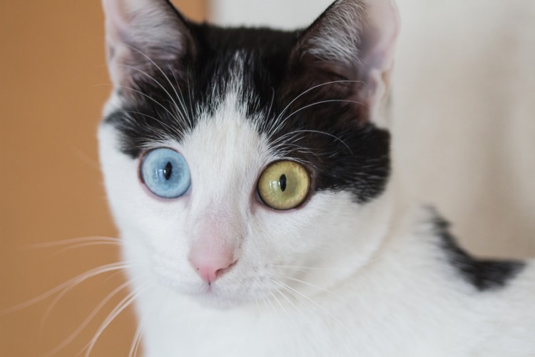 目をぱっちり見開く猫