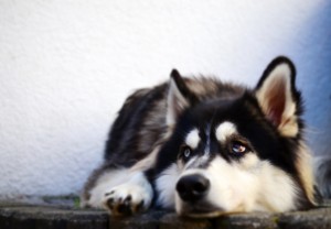 犬のため息に込められた意味とは 気持ちを知って愛犬との仲を深めよう みんなのペットライフ