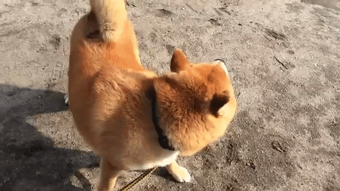 うしろにいるのは誰 自分のしっぽが気になって仕方ない柴犬のまるちゃん みんなのペットライフ うしろにいるのは誰 自分のしっぽが気になって仕方ない柴犬のまるちゃん みんなのペットライフ