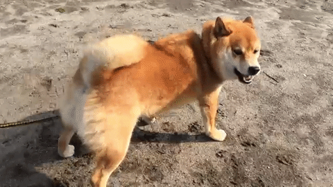 うしろにいるのは誰 自分のしっぽが気になって仕方ない柴犬のまるちゃん みんなのペットライフ うしろにいるのは誰 自分のしっぽが気になって仕方ない柴犬のまるちゃん みんなのペットライフ