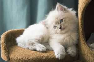 初心者でも飼いやすい猫の種類とは おとなしい性格の猫種5選 みんなのペットライフ 初心者でも飼いやすい猫の種類とは おとなしい性格の猫種5選 みんなのペットライフ