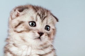 初心者でも飼いやすい猫の種類とは おとなしい性格の猫種5選 みんなのペットライフ 初心者でも飼いやすい猫の種類とは おとなしい性格の猫種5選 みんなのペットライフ