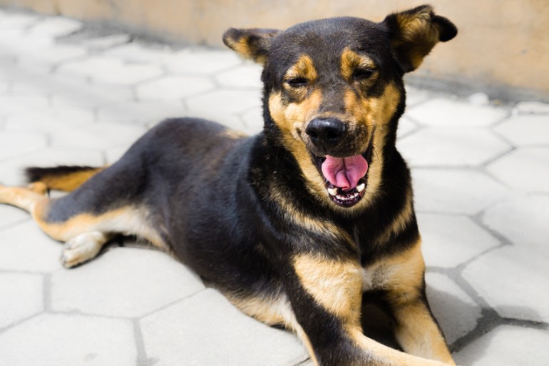 犬のあくびにはこんな理由が あくびに隠された意味や犬の心理について みんなのペットライフ