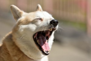 犬のあくびにはこんな理由が あくびに隠された意味や犬の心理について みんなのペットライフ