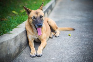 犬のあくびにはこんな理由が あくびに隠された意味や犬の心理について みんなのペットライフ