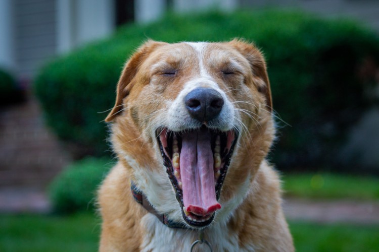 犬のあくびにはこんな理由が あくびに隠された意味や犬の心理について みんなのペットライフ