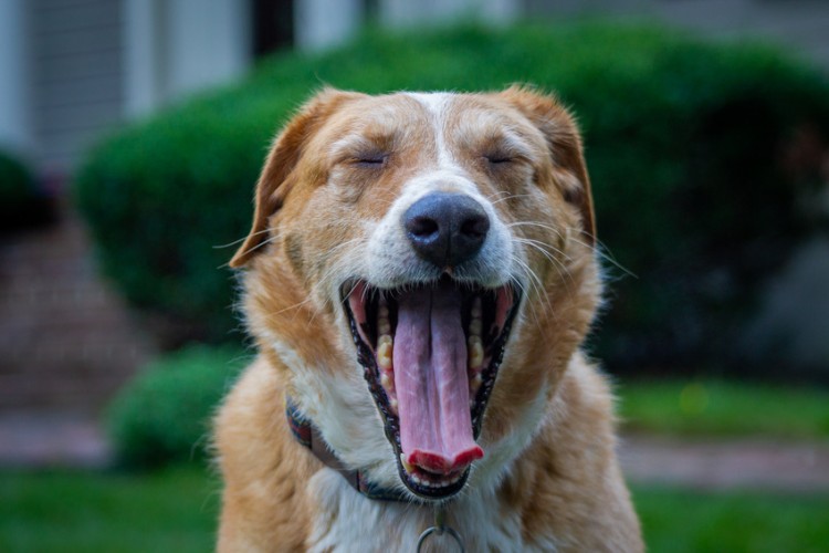 犬が飼い主の顔や口をなめる 態度やしぐさから分かる言葉 気持ち