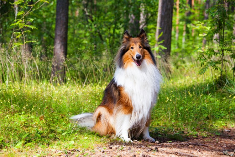 名犬ラッシー ラフコリーの性格と特徴 シェルティとの違いは みんなのペットライフ