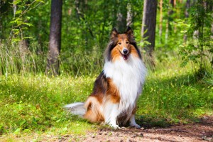 小さいコリーじゃない シェルティの歴史や特徴 飼い方のポイント みんなのペットライフ 小さいコリーじゃない シェルティの歴史や特徴 飼い方のポイント みんなのペットライフ