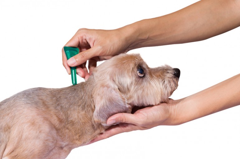 獣医師執筆 犬をノミ ダニから守る ノミ ダニの基礎知識と予防法 みんなのペットライフ