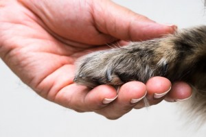 獣医師執筆 犬の爪切りは必要 爪切りの頻度や手順についてご紹介 みんなのペットライフ