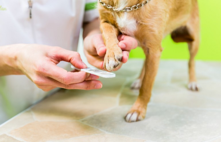 獣医師執筆 犬の爪切りは必要 爪切りの頻度や手順についてご紹介 みんなのペットライフ