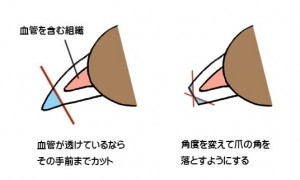 獣医師執筆 犬の爪切りは必要 爪切りの頻度や手順についてご紹介 みんなのペットライフ