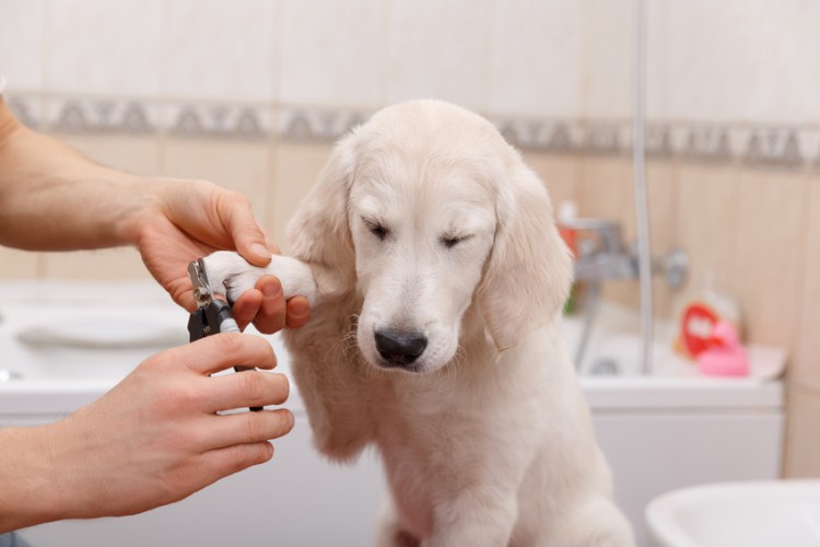 獣医師執筆 犬の爪切りは必要 爪切りの頻度や手順についてご紹介 みんなのペットライフ