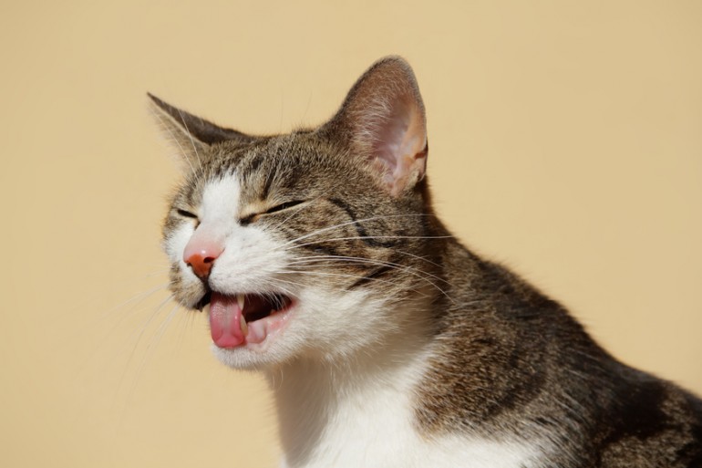 獣医師執筆 猫が吐く原因は 考えられる病気 危険な嘔吐の見分け方 みんなのペットライフ