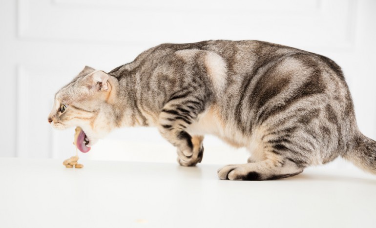 獣医師執筆 猫が吐く原因は 考えられる病気 危険な嘔吐の見分け方 みんなのペットライフ