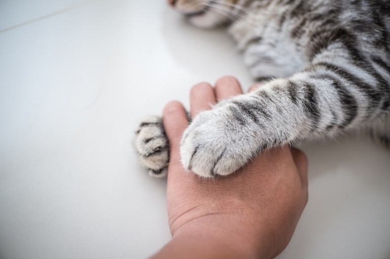 獣医師執筆 猫が吐く原因は 考えられる病気 危険な嘔吐の見分け方 みんなのペットライフ