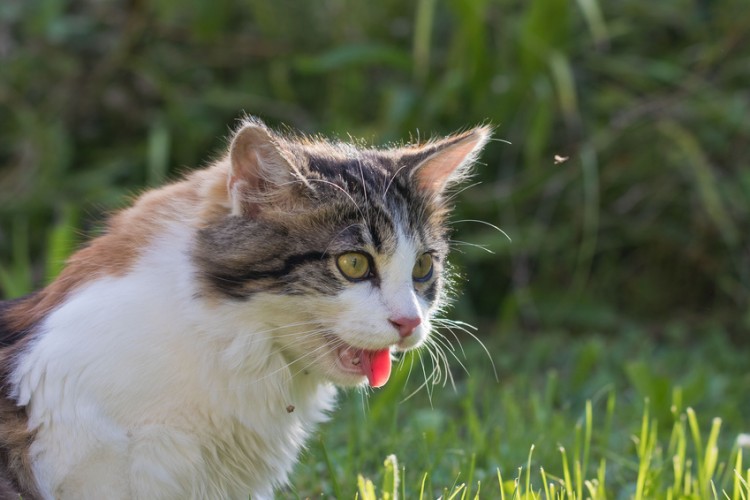 獣医師執筆 猫が吐く原因は 考えられる病気 危険な嘔吐の見分け方 みんなのペットライフ