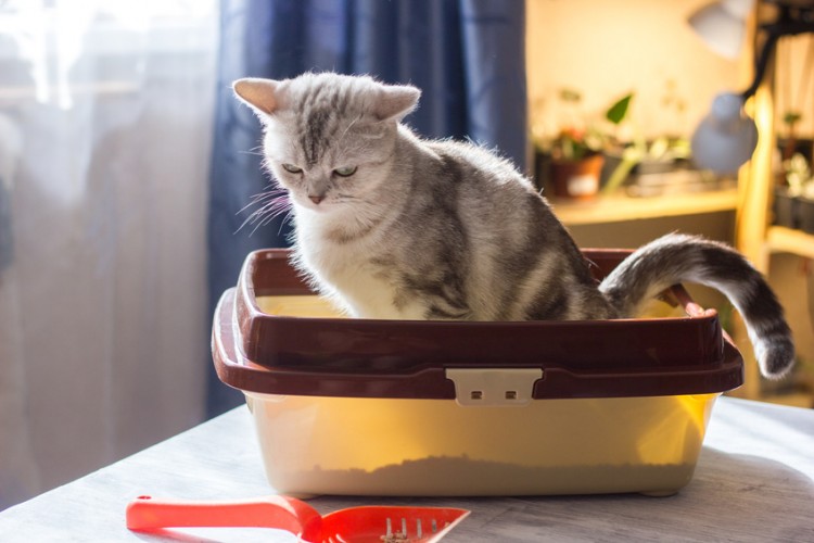 猫用トイレに入っている猫