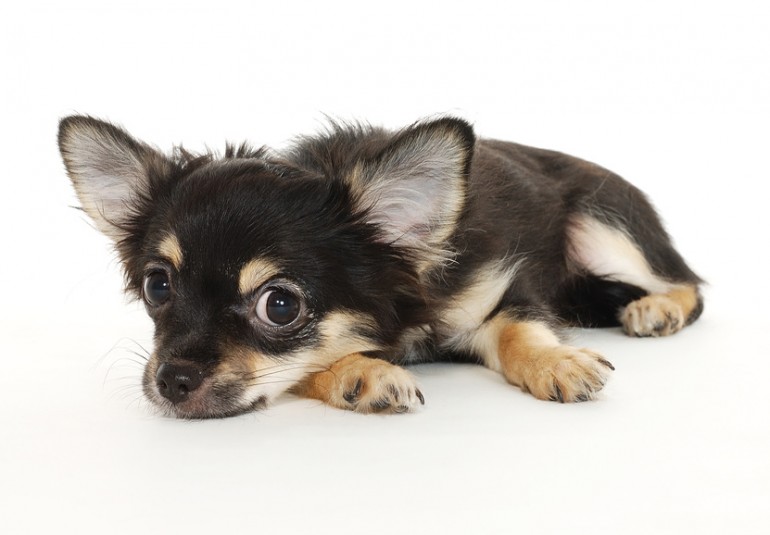 獣医師執筆 愛犬のくしゃみが止まらない 犬のくしゃみの原因と考えられる病気 みんなのペットライフ