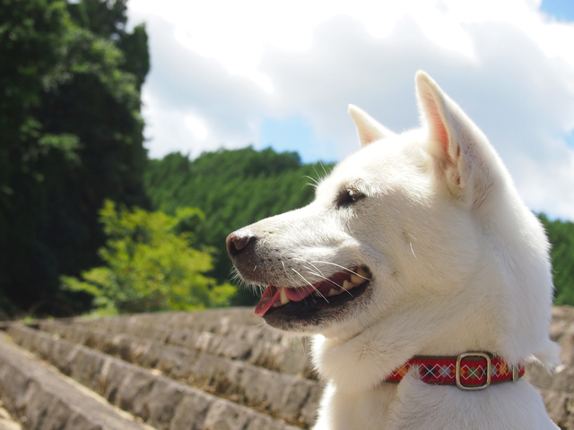 日本犬は6種類しかいない それぞれの特徴や性格などを解説します みんなのペットライフ