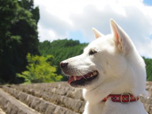 日本犬は6種類しかいない それぞれの特徴や性格などを解説します みんなのペットライフ 日本犬は6種類しかいない それぞれの特徴や性格などを解説します みんなのペットライフ