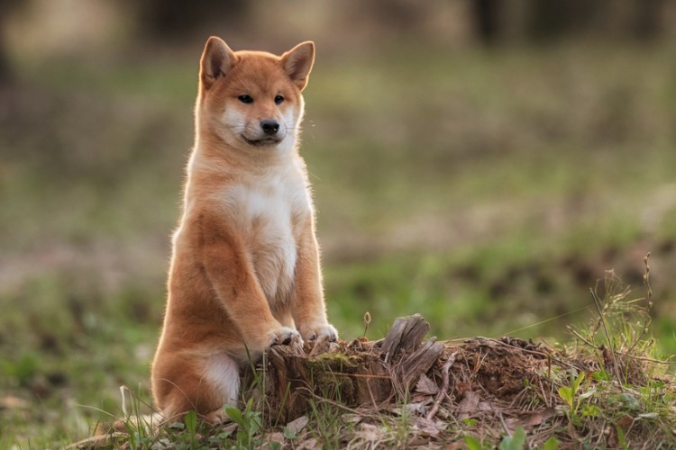 日本犬は6種類しかいない それぞれの特徴や性格などを解説します みんなのペットライフ