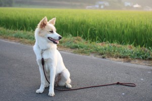 雑種犬には魅力がいっぱい ミックス犬との違い 迎える方法をご紹介 みんなのペットライフ