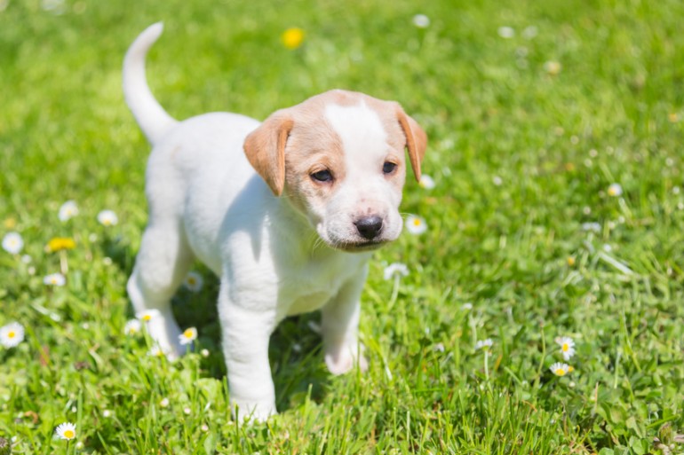 雑種犬には魅力がいっぱい ミックス犬との違い 迎える方法をご紹介 みんなのペットライフ