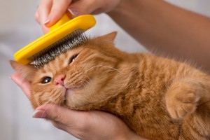 猫が威嚇してくる理由 威嚇の特徴 変なポーズのわけとは みんなのペットライフ 猫が威嚇してくる理由 威嚇の特徴 変なポーズのわけとは みんなのペットライフ