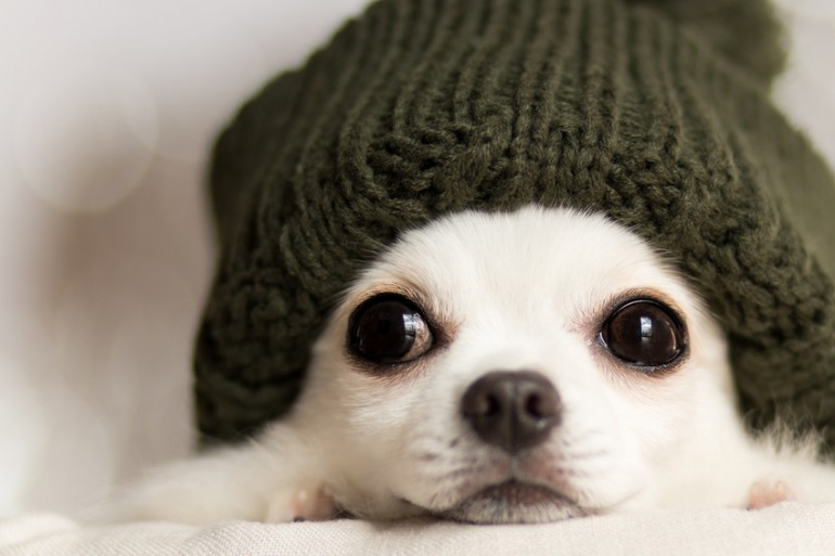 犬の寒さ対策とは 寒い時期での室内犬と室外犬の防寒対策を解説 みんなのペットライフ