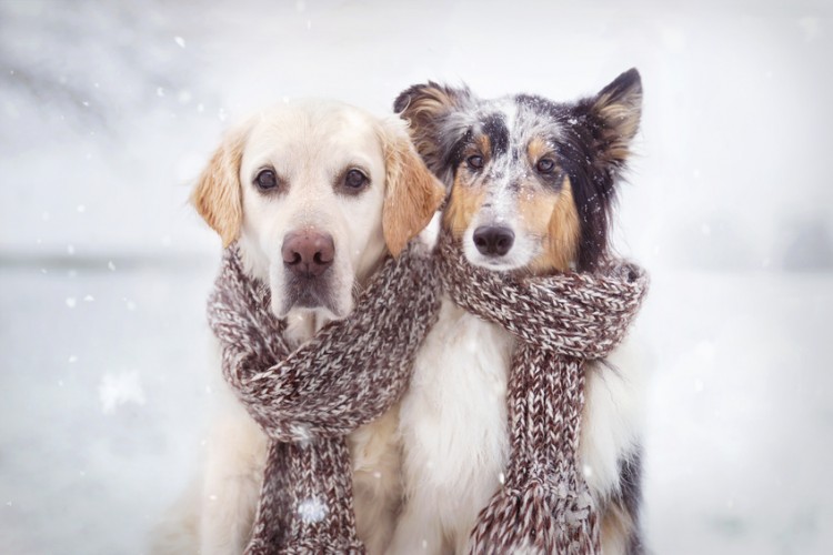 犬の寒さ対策とは 寒い時期での室内犬と室外犬の防寒対策を解説 みんなのペットライフ