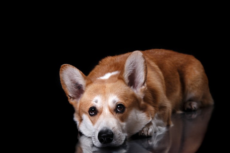 老犬の夜鳴き 夜泣き が止まらない 原因と対策まとめ みんなのペットライフ