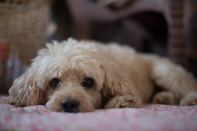 夜になかなか寝ない老犬 これなら寝る かも 愛犬介護のお手伝い