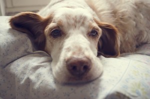 犬がキャベツを食べたがる メリットや注意点 与え方を解説します みんなのペットライフ 犬がキャベツを食べたがる メリットや注意点 与え方を解説します みんなのペットライフ