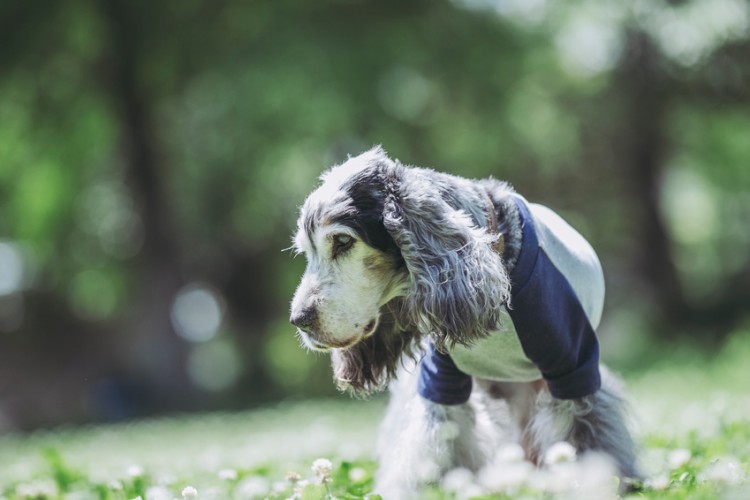 犬の老化はいつから始まる 老化のサインや生活の中で気を付けたいこと みんなのペットライフ