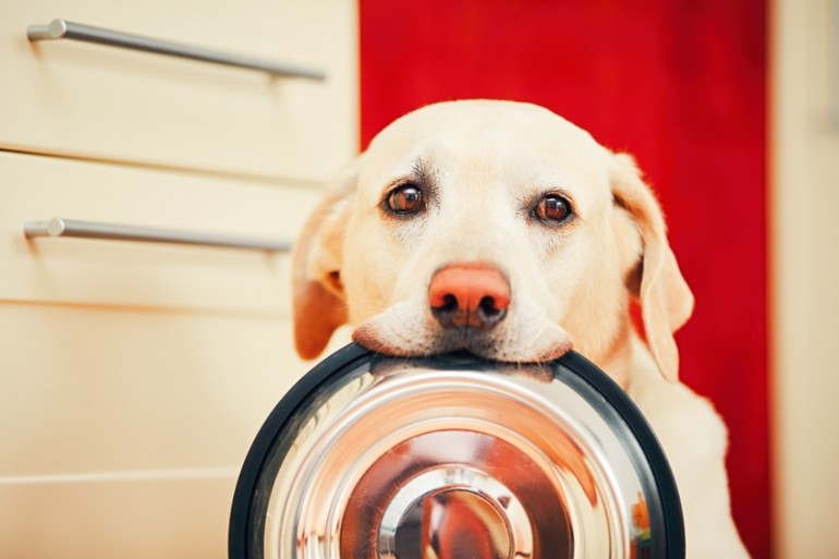 犬はメロンを食べられる 与え方やメリット 注意点を解説 みんなのペットライフ