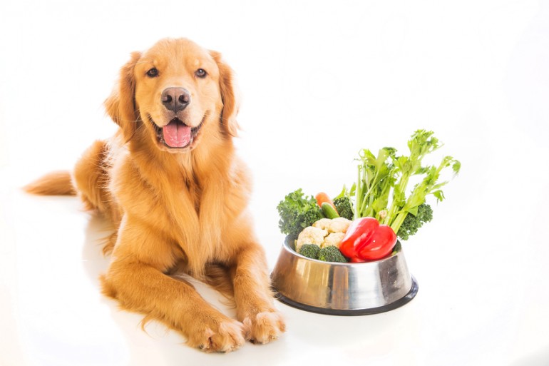 犬はきゅうりを食べていい きゅうりの栄養や注意点について みんなのペットライフ
