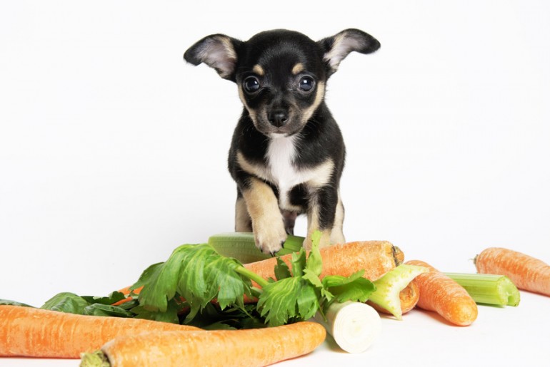 犬はきゅうりを食べていい きゅうりの栄養や注意点について みんなのペットライフ