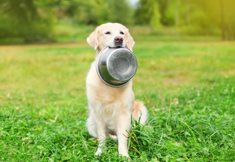 犬はきゅうりを食べていい きゅうりの栄養や注意点について みんなのペットライフ