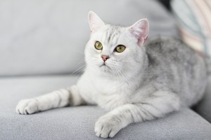 雑種の猫は魅力がいっぱい 雑種猫の毛色や性格について みんなのペットライフ 雑種の猫は魅力がいっぱい 雑種猫の毛色や性格について みんなのペットライフ