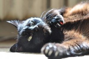雑種の猫は魅力がいっぱい 雑種猫の毛色や性格について みんなのペットライフ 雑種の猫は魅力がいっぱい 雑種猫の毛色や性格について みんなのペットライフ